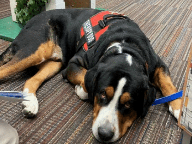 Toby Hellertown Library Dog