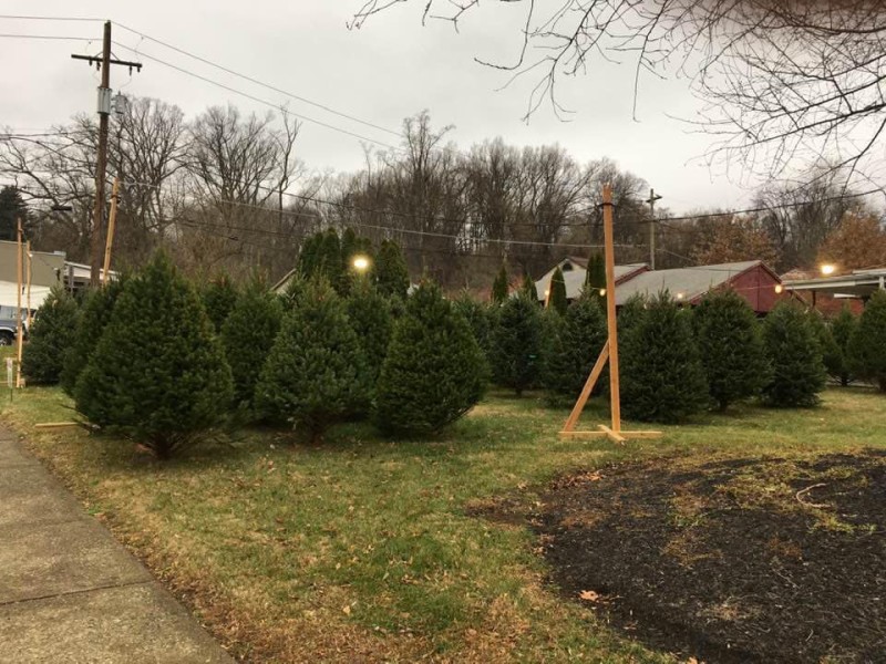 Tree Sale Fountain Hill Fire