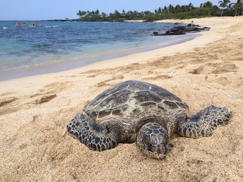 Turtle Kona Hawaii
