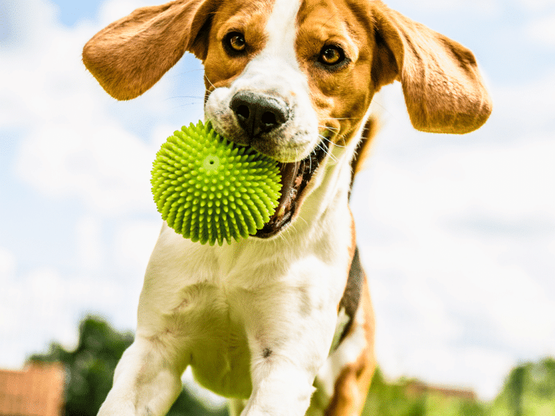 Upper Saucon Dog Park