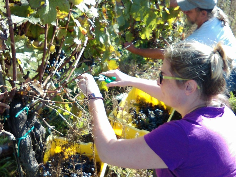 Wycombe harvest wines