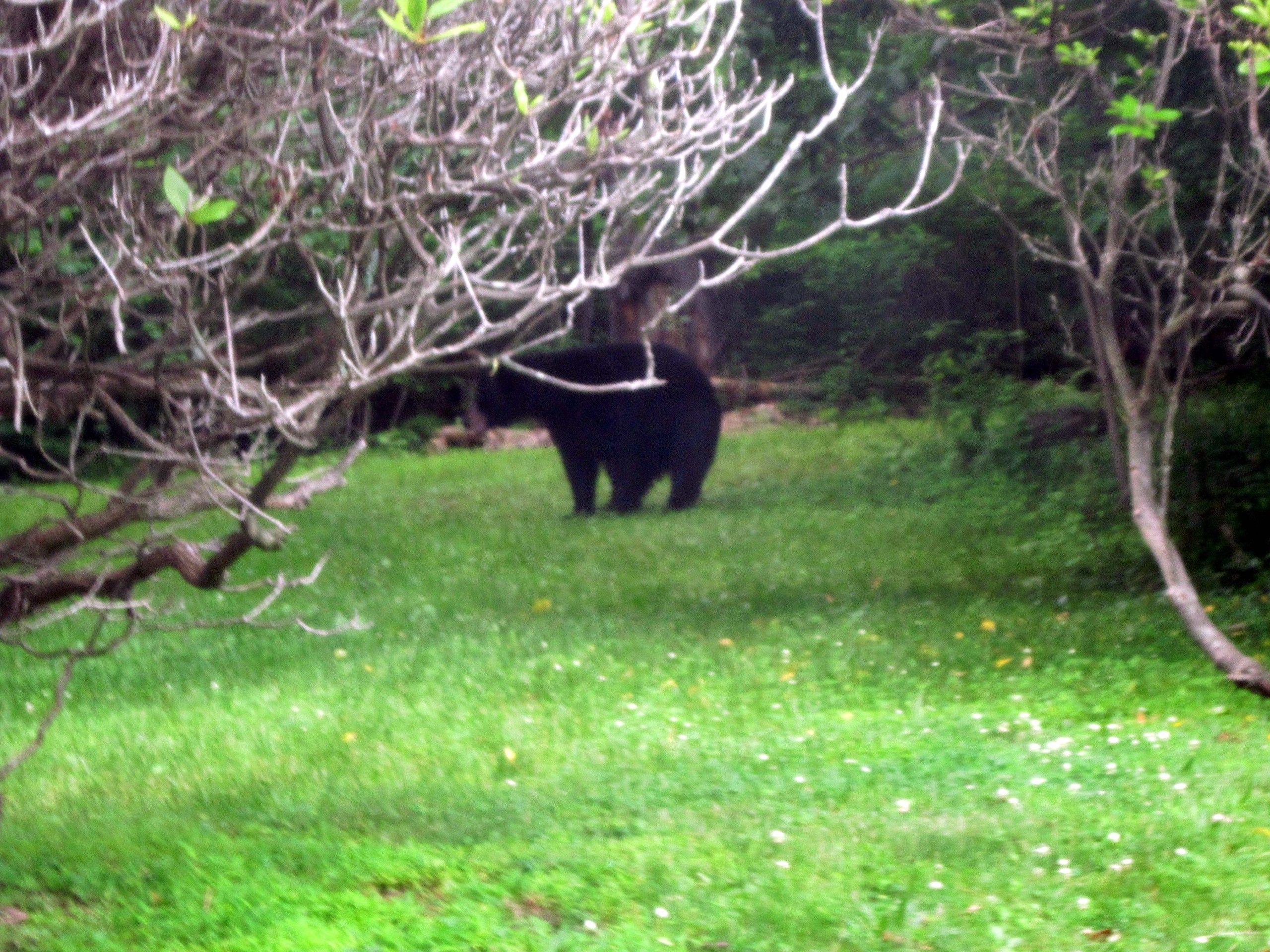 This black bear was recently photographed in a yard on Silver Creek Road in Lower Saucon Township.