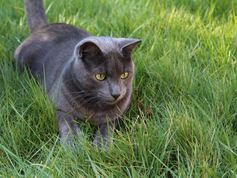 cat upper milford animal abuse