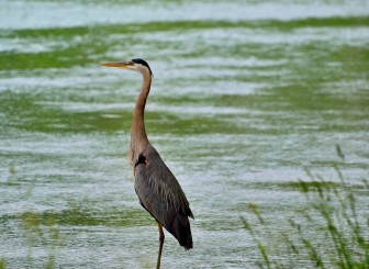 A great blue heron