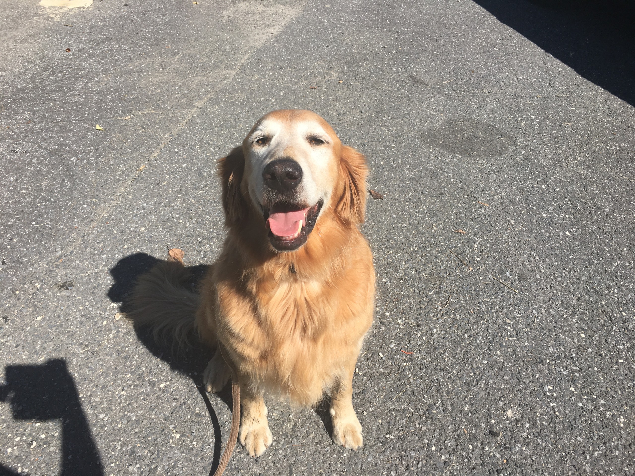 The golden retriever police found at Seidersville Road and Mountain Drive in Lower Saucon Township Sunday.