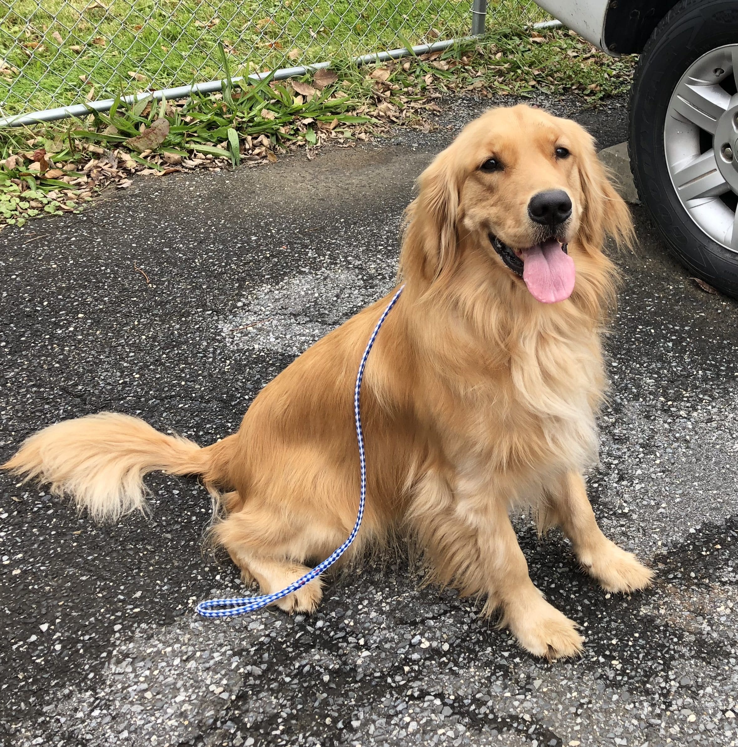 Found Golden Retriever